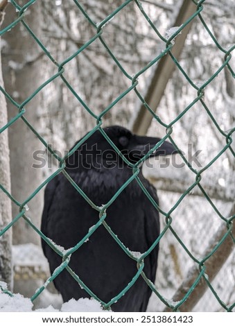 Similar – Foto Bild hinter Gittern Winter Eis