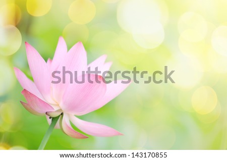Lotus Flower