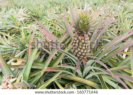 Pineapple farm in daytime with nobody in Taitung, Taiwan, Asia.