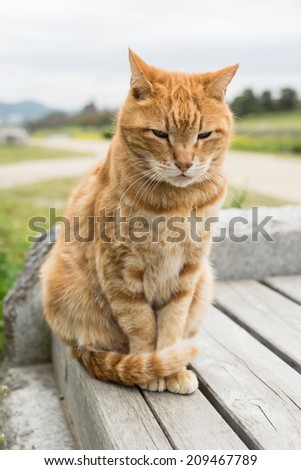 Ginger cat sit near the river in Kyoto, Japan.