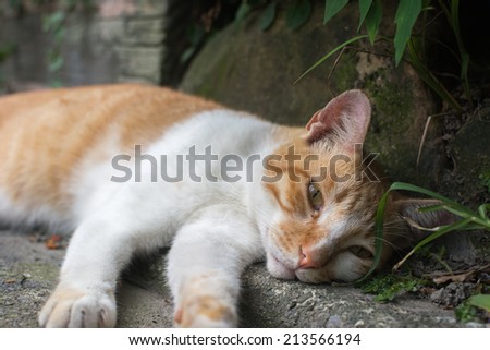 Ginger tabby cat lying in the corner to rest in the cat village of Houtong, Taiwan