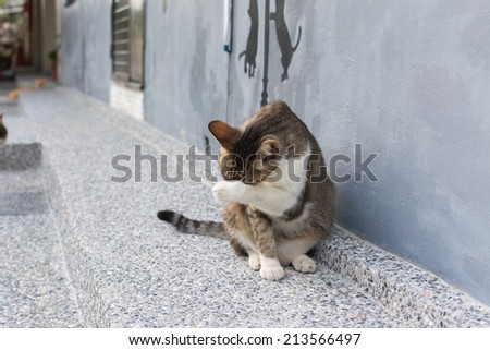 Tabby cat sitting in front of the house and washing it\'s face in the cat village of Houtong, Taiwan.