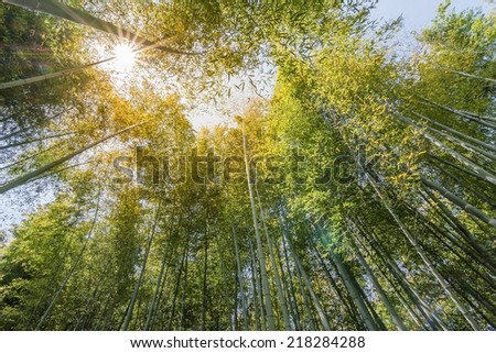 Bamboo forest with sky at Arashiyama, Kyoto, Japan.