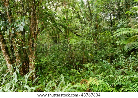 Tropical Landscape Of Rain Forest With Tree And Fern. Stock Photo ...