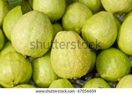 Guavas with water, green fresh fruit in tropical area.