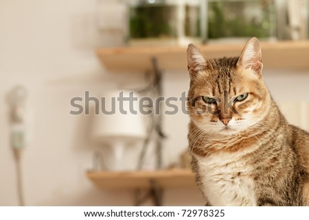 Angry cat with unhappy expression standing on desk in home.