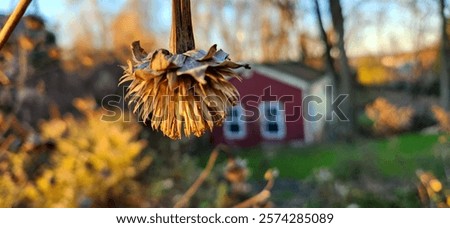 Similar – Image, Stock Photo Echinacea purpurea from North America, purple inflorescence