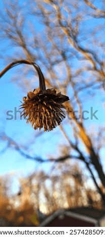 Similar – Image, Stock Photo Echinacea purpurea from North America, orange inflorescence