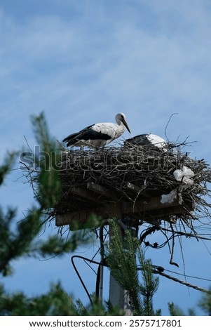 Similar – Image, Stock Photo a stork sits in the snowy eyrie