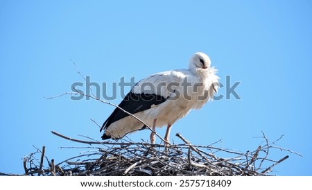 Similar – Image, Stock Photo a stork sits in the snowy eyrie