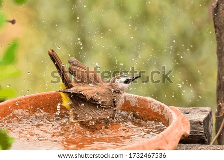 Similar – Image, Stock Photo bülbül Wild animal
