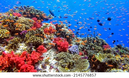 Coral Reef Underwater Diving Fiji Zdjęcia stock © 