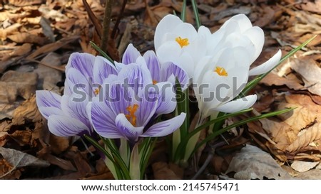 Similar – Image, Stock Photo Purple crocus flowers and dark background