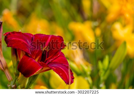 Red and yellow day lily flowers