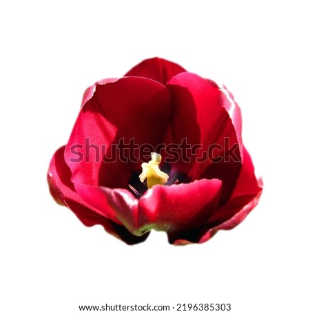Beautiful tulip flower of bordo burgundi color isolated on white background closeup, spring flower Imagine de stoc © 