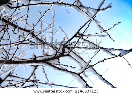 Sere branches with snow and clear skies Imagine de stoc © 