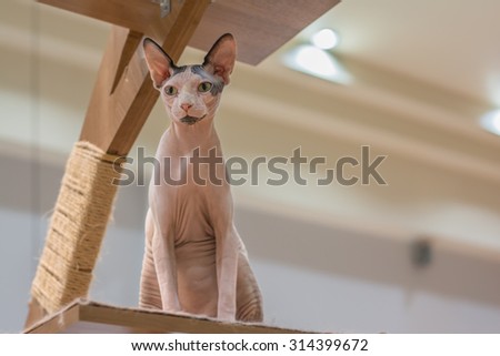 Sphynx hairless cat on wooden cat tree