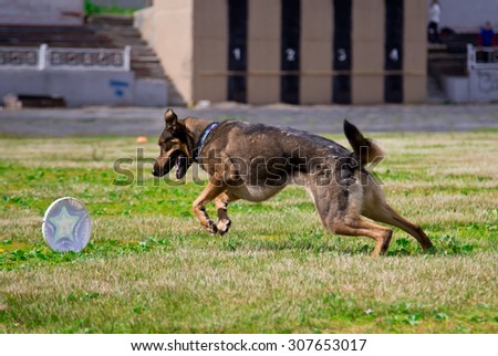 Shepherd dog running after a Frisbee disc competitions