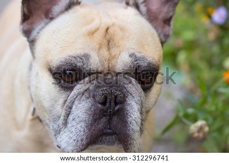 Macro muzzle dog french bulldog ( selective focus)