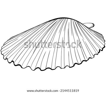 Scallop shell side view. Vector hand drawn line art illustration isolated on white. Element for design seafood shop or menu, decor, label. Suitable for coloring book page. Sketch close up illustration Photo stock © 