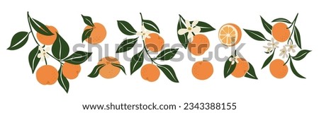 Hand drawn abstract oranges set. Collection of whole and cut tangerines, branches, flowers and leaves vector illustrations isolated on white background. Fresh juicy citrus fruit clip art