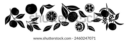 Set of orange fruits silhouettes with flowers and leaves. Hand drawn botanical design elements, icons, shapes. Black outline illustrations isolated on white background.