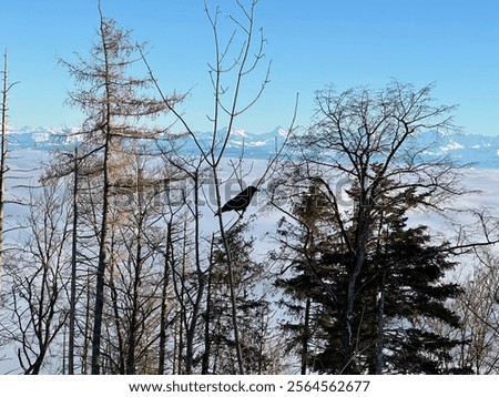 Similar – Image, Stock Photo Crow on bare tree raven