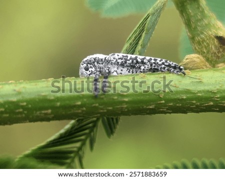 Image, Stock Photo lonesome beetle Insect