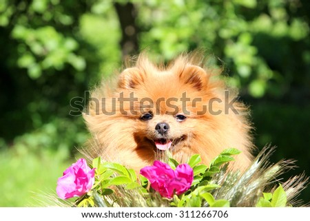 Portrait of lovely pomeranian dog with summer flowers on nature green background. Sunny dog. Happy dog. Dog man\'s best friend.