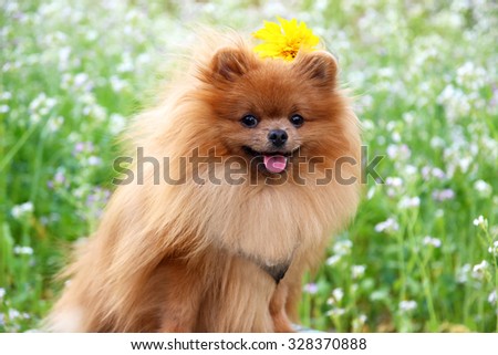 Portrait of cute pomeranian dog. Autumn dog.