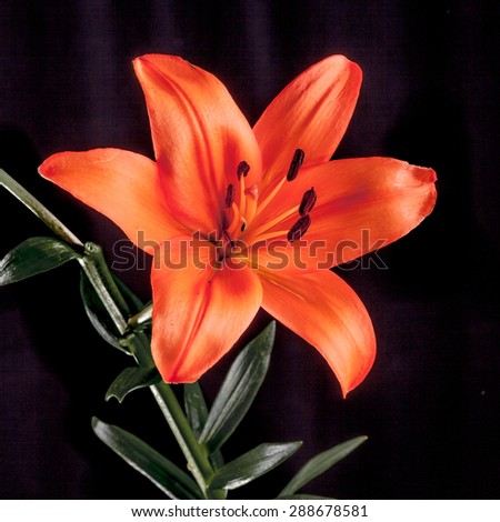 orange lilly flower with six petals on black backgrond