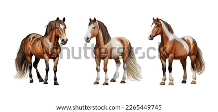 Collection of  beautiful horses. Set of vector illustration with realistic horses.Three horses isolated on white background. Vector illustration.