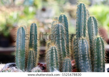 The commonly cultivated Pilosocereus pachycladus (syn. Pilosocerus azureus) is a blue cactus with hairy areoles that emit golden spines. cactus
 Foto stock © 