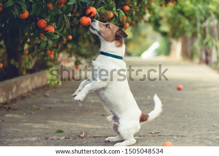 Dog fond of tangerines trying to steal low hanging fruit from tree branch 商業照片 © 