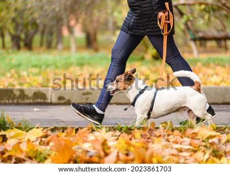 Well trained dog walking on loose leash next to owner in autumn park on warm sunny day Foto stock © 
