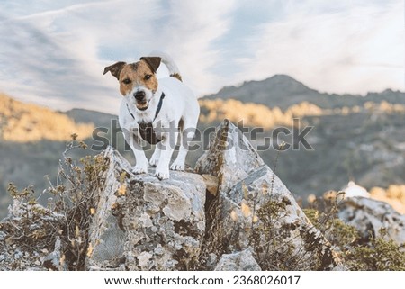 Similar – Image, Stock Photo Dog on the rocks at sunrise