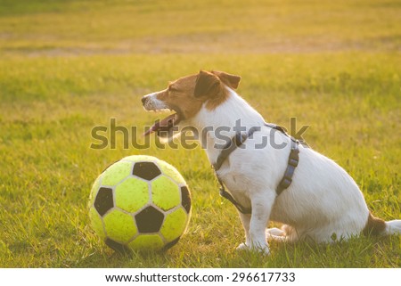 Tired dog with a ball