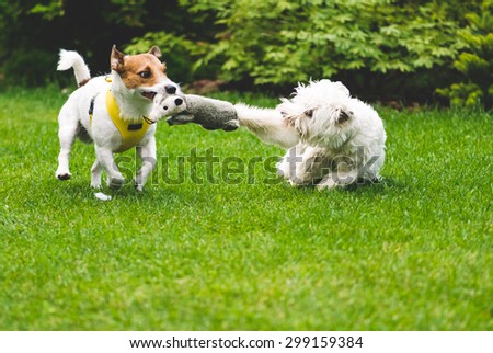 Two dogs playing tug war  with a toy