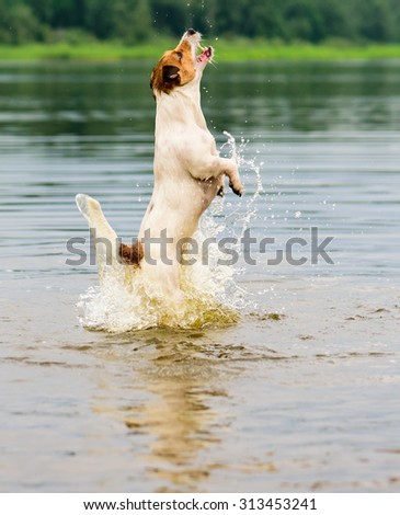 Dog jumping in water with splash