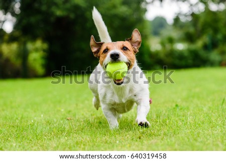 Similar – Image, Stock Photo Bring the ball Dog Pet