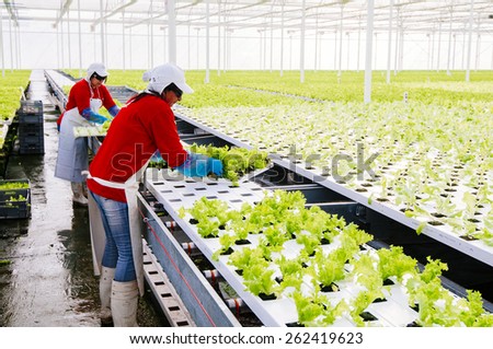 Central Area , CHILE- July 29, 2014.Women working manually industrial plant hydroponic lettuce.