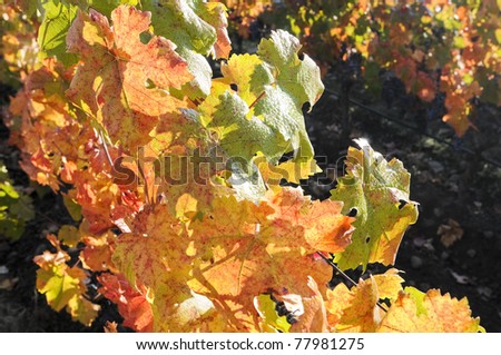 Fall morning dew on vine leaves