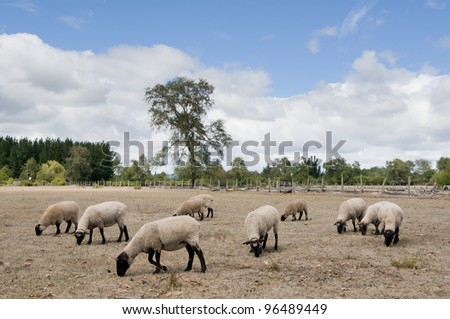 sheep flock of sheep in a pen