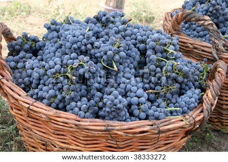 good harvest of grapes for wine making
