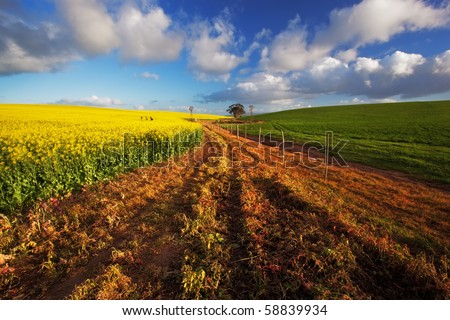 Image of canola field on a farm in South Africa with wind pump