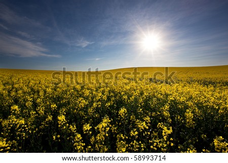 Image of a canola crop on a farm in South Africa