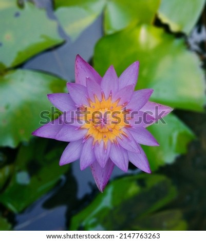 Blue-Water Lily - Nymphaea nouchali - Nil Manel Stok fotoğraf © 