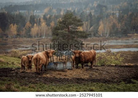 Similar – Image, Stock Photo Highland cattle grazing in field in countryside