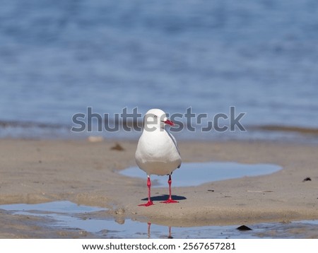 Similar – Image, Stock Photo Gulls at low tide in the mudflats