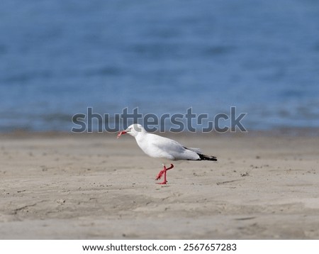 Similar – Image, Stock Photo Gulls at low tide in the mudflats